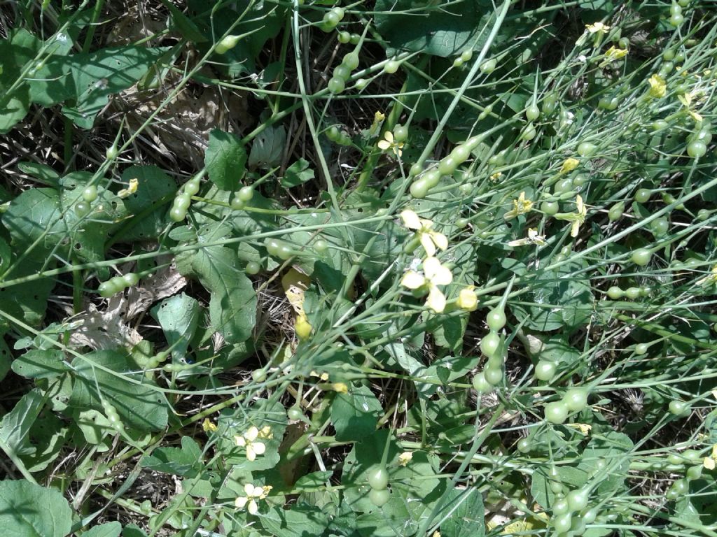 Pisellini strani:  Raphanus raphanistrum (Brassicaceae)