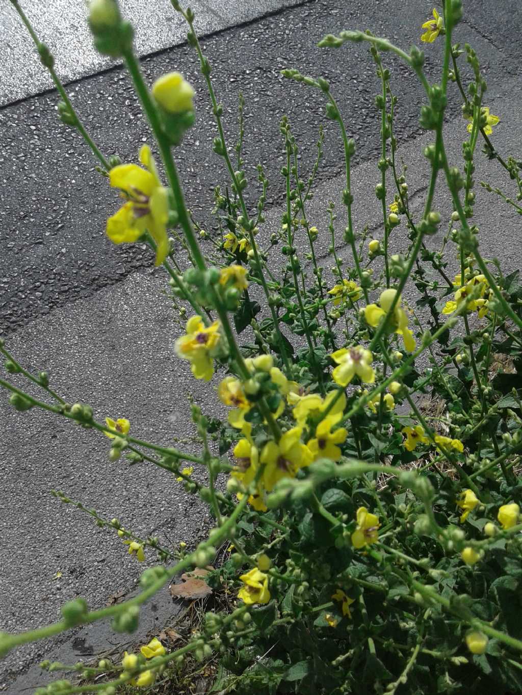 Fiori a bordo strada:  Verbascum sp. (Scrophulariaceae)