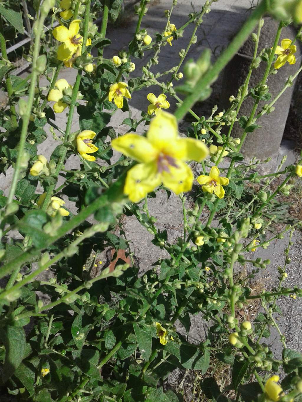 Fiori a bordo strada:  Verbascum sp. (Scrophulariaceae)