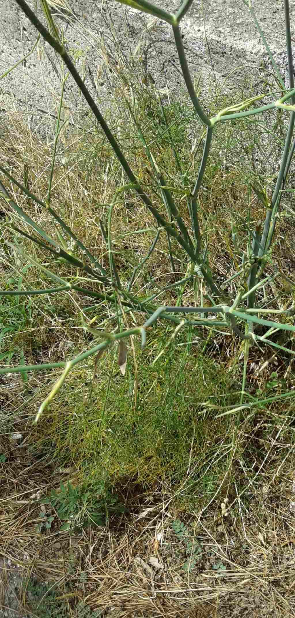 Foeniculum vulgare subsp. piperitum