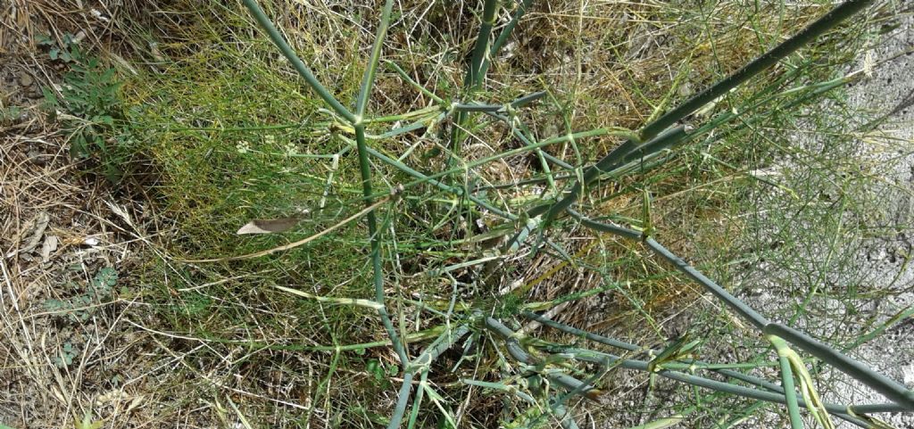 Foeniculum vulgare subsp. piperitum