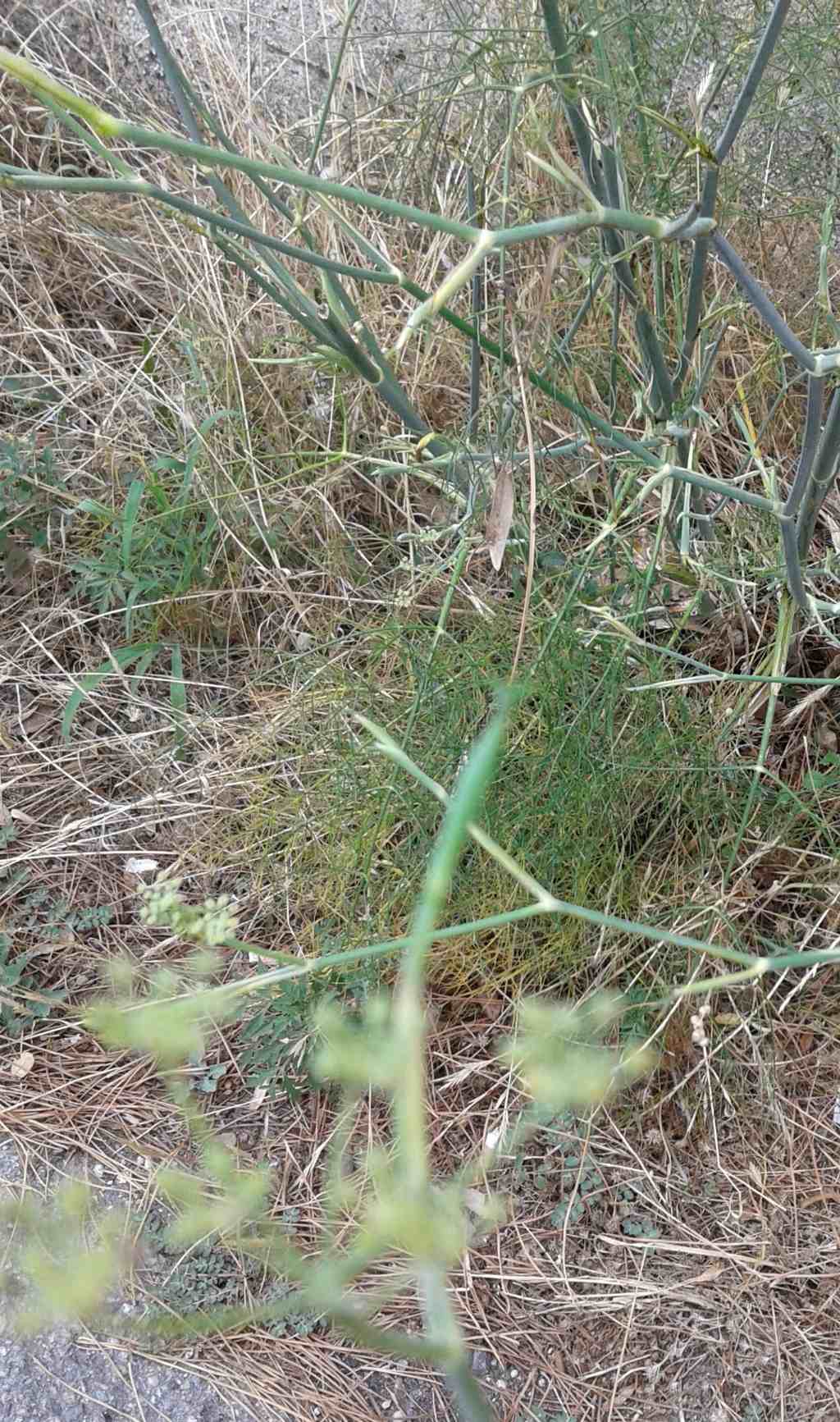 Foeniculum vulgare subsp. piperitum