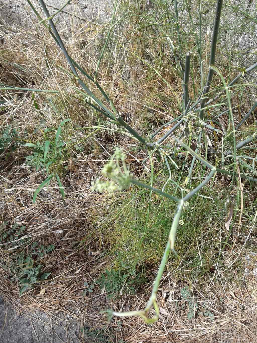 Foeniculum vulgare subsp. piperitum