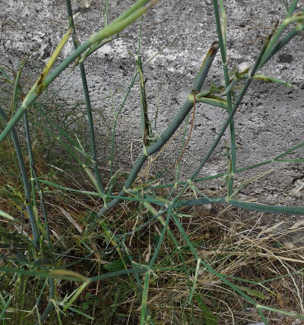 Foeniculum vulgare subsp. piperitum