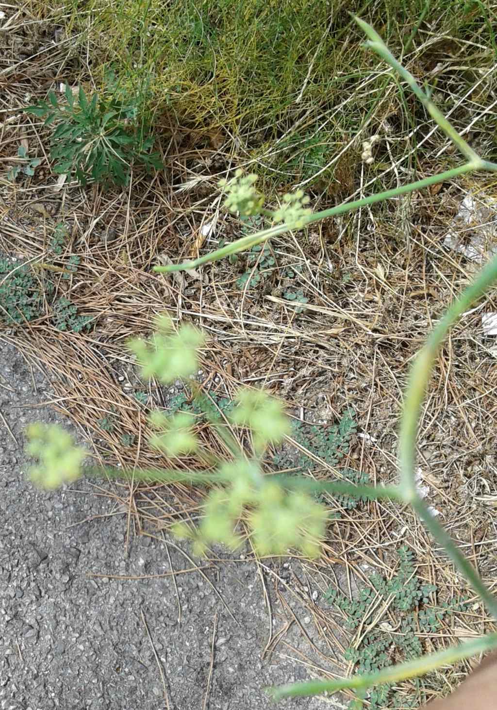 Foeniculum vulgare subsp. piperitum