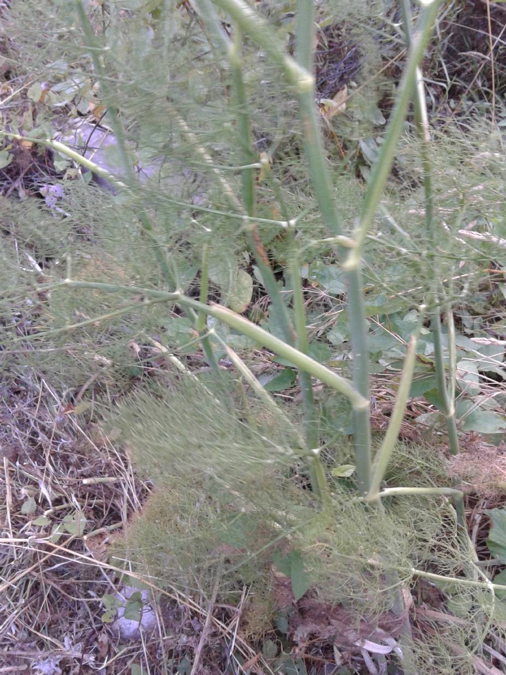 Apiaceae:  cfr. Foeniculum vulgare