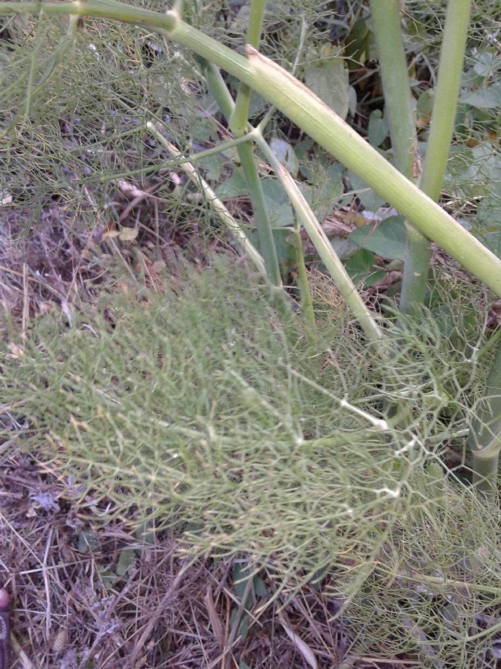 Apiaceae:  cfr. Foeniculum vulgare