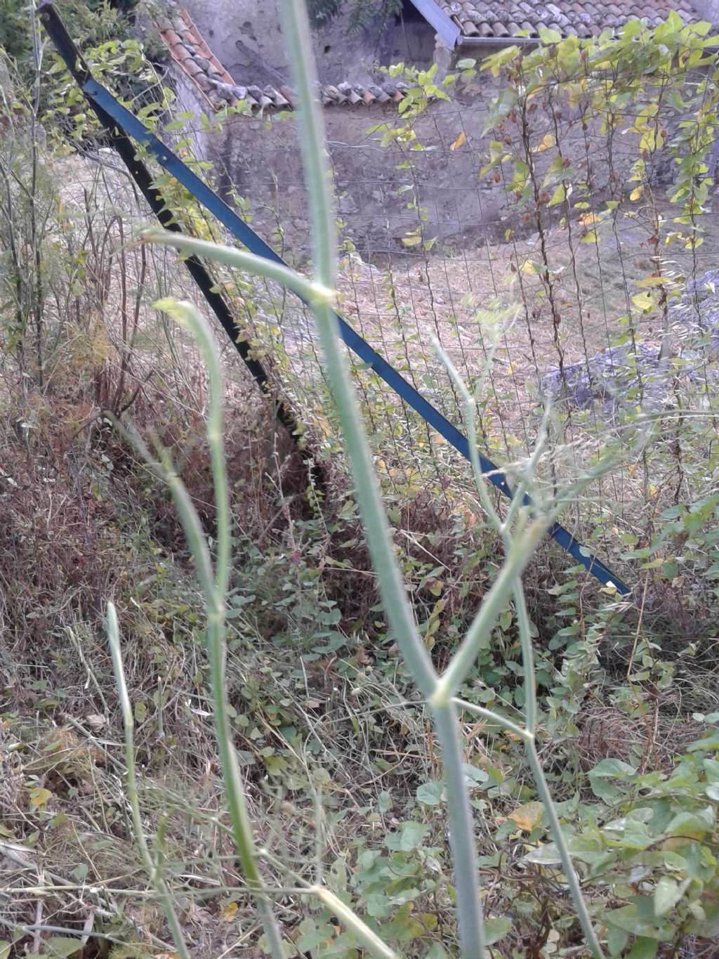 Apiaceae:  cfr. Foeniculum vulgare