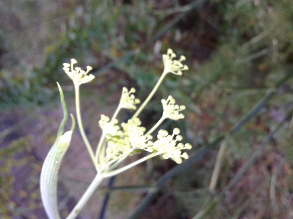 Apiaceae:  cfr. Foeniculum vulgare