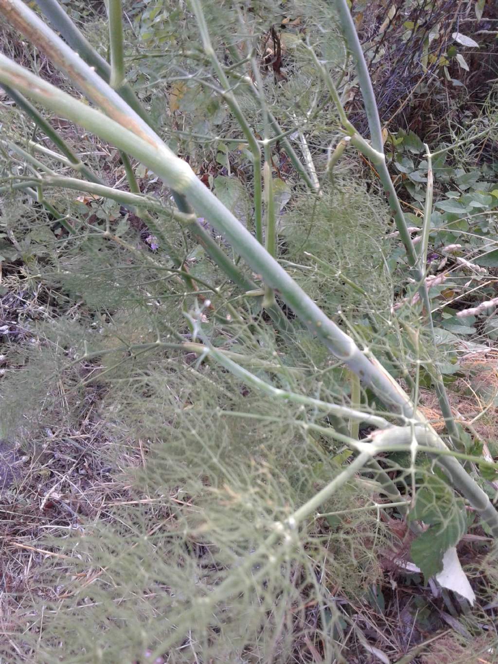 Apiaceae:  cfr. Foeniculum vulgare