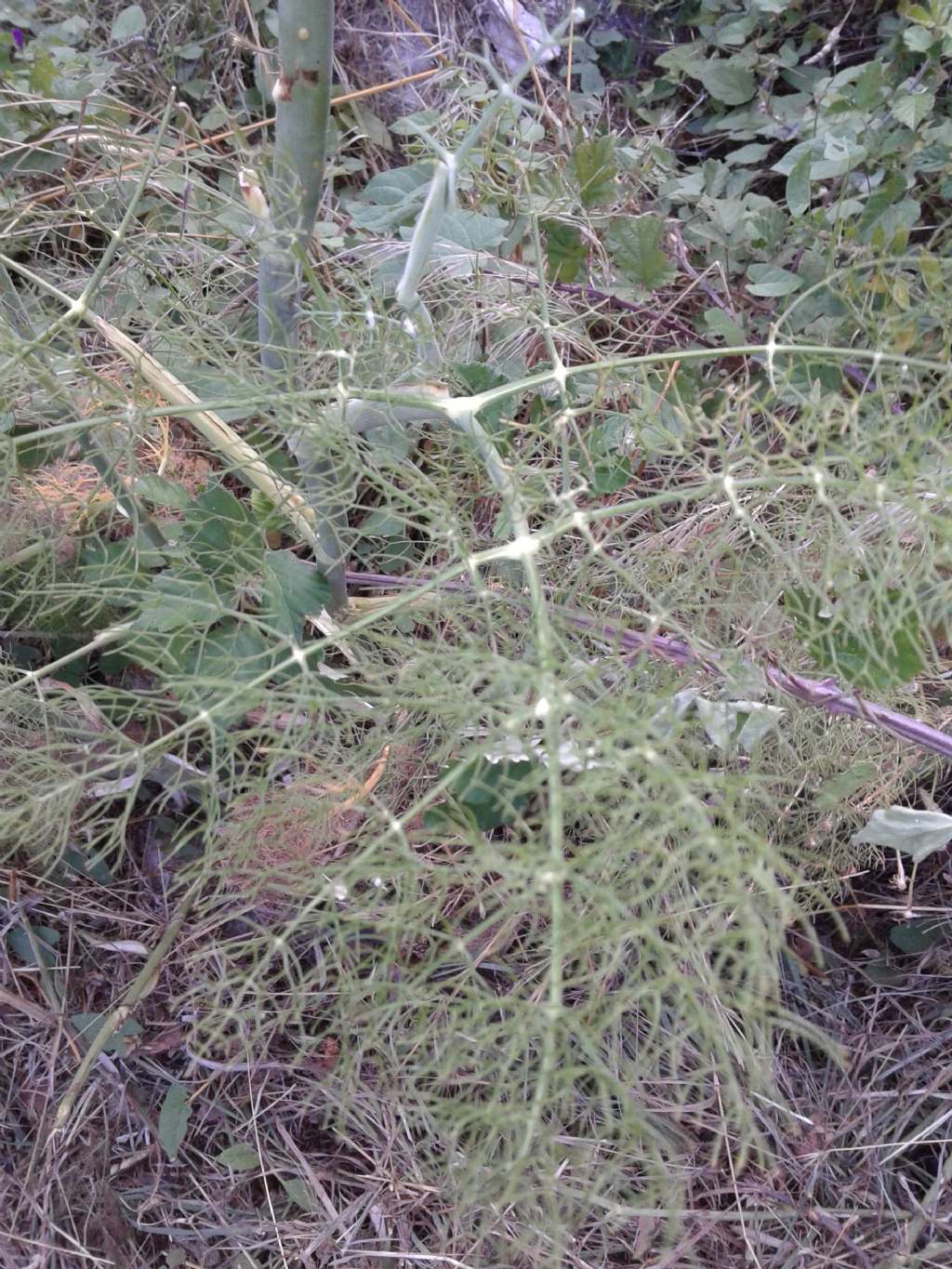 Apiaceae:  cfr. Foeniculum vulgare