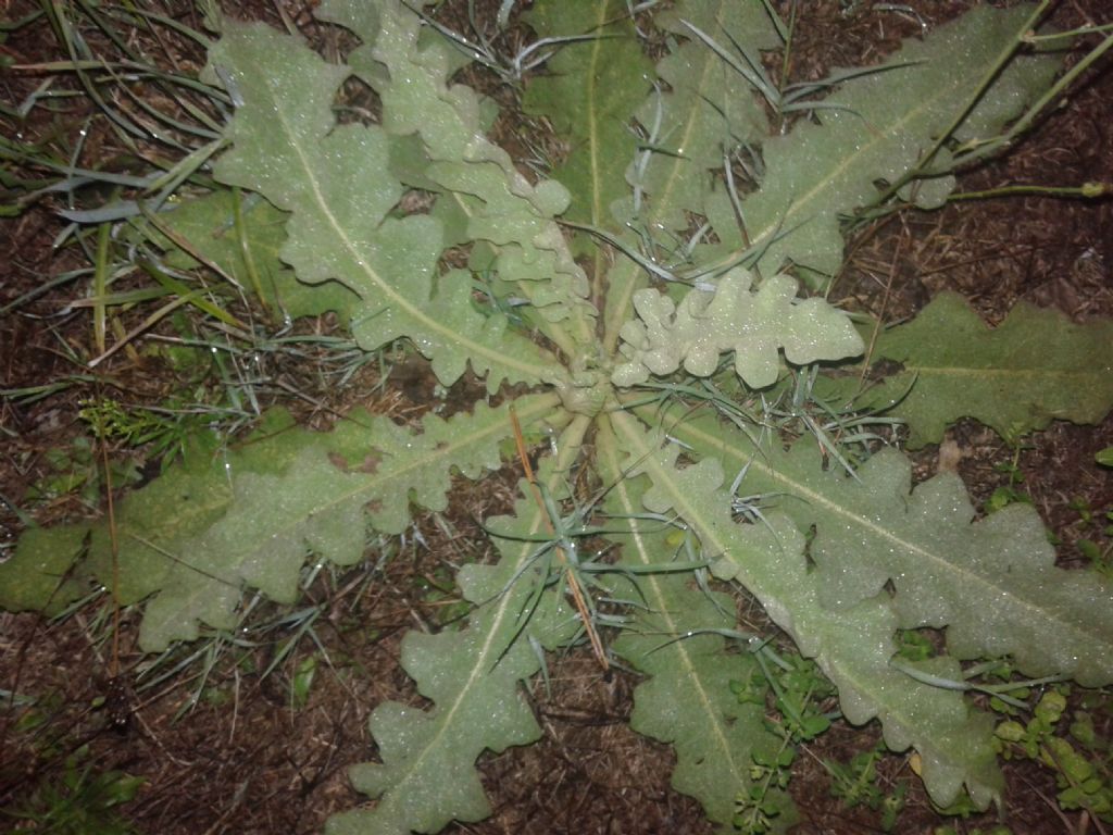 Verbascum sinuatum