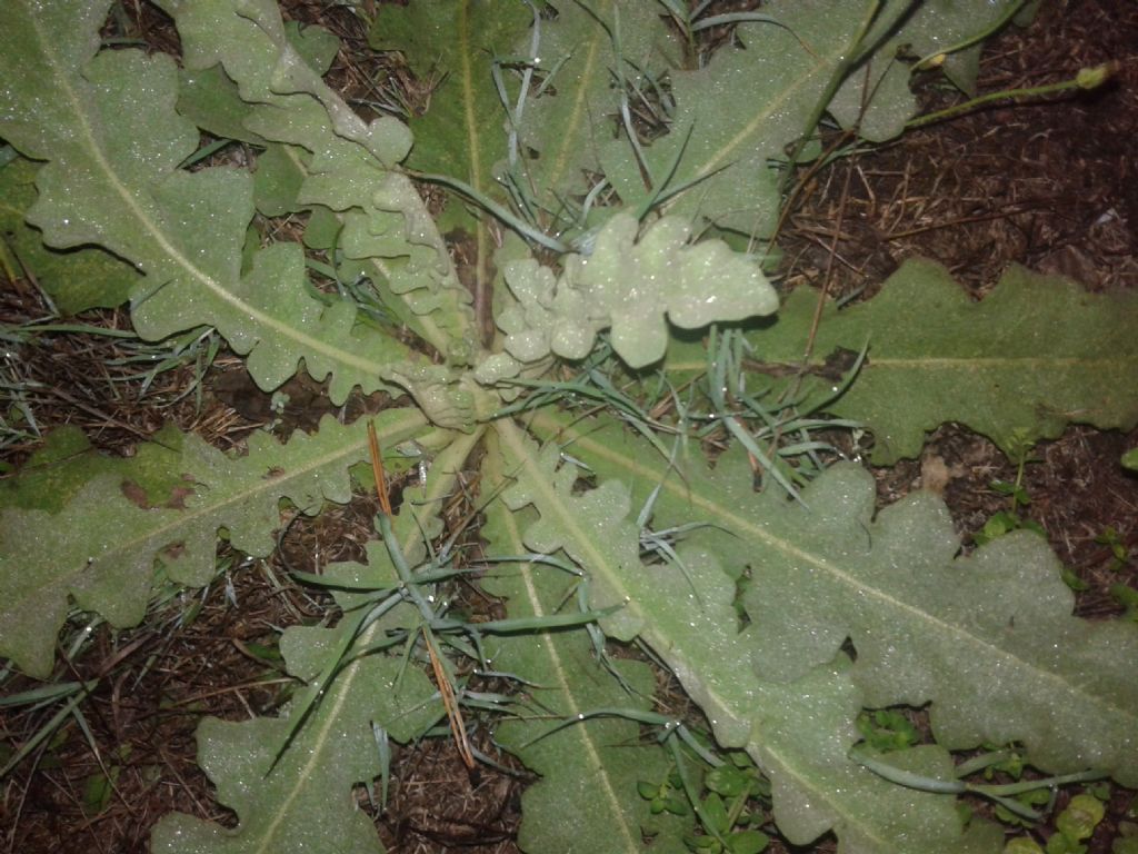 Verbascum sinuatum