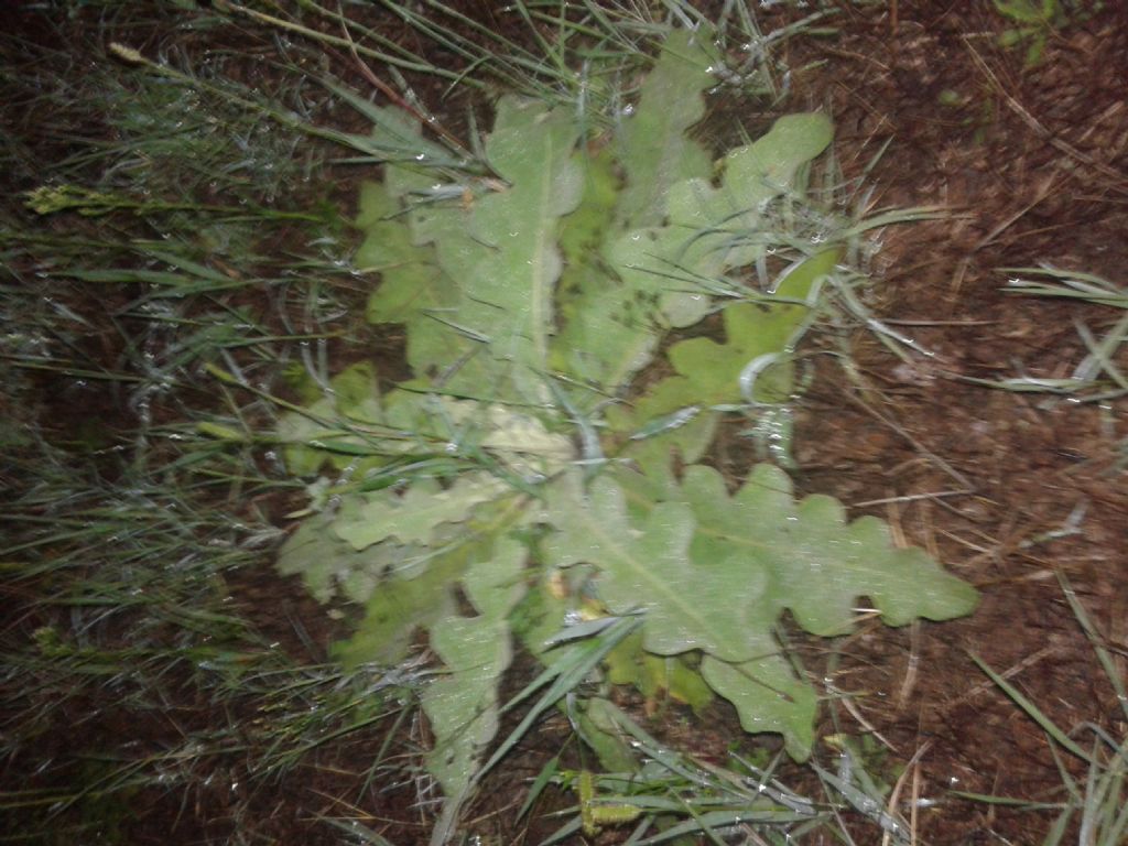 Verbascum sinuatum