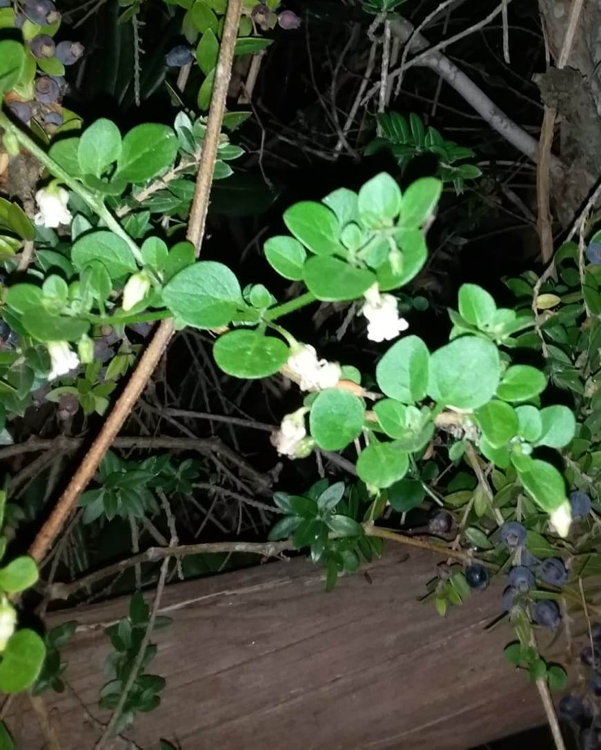 Campanelli bianchi di...  Salpichroa origanifolia (Solanaceae)