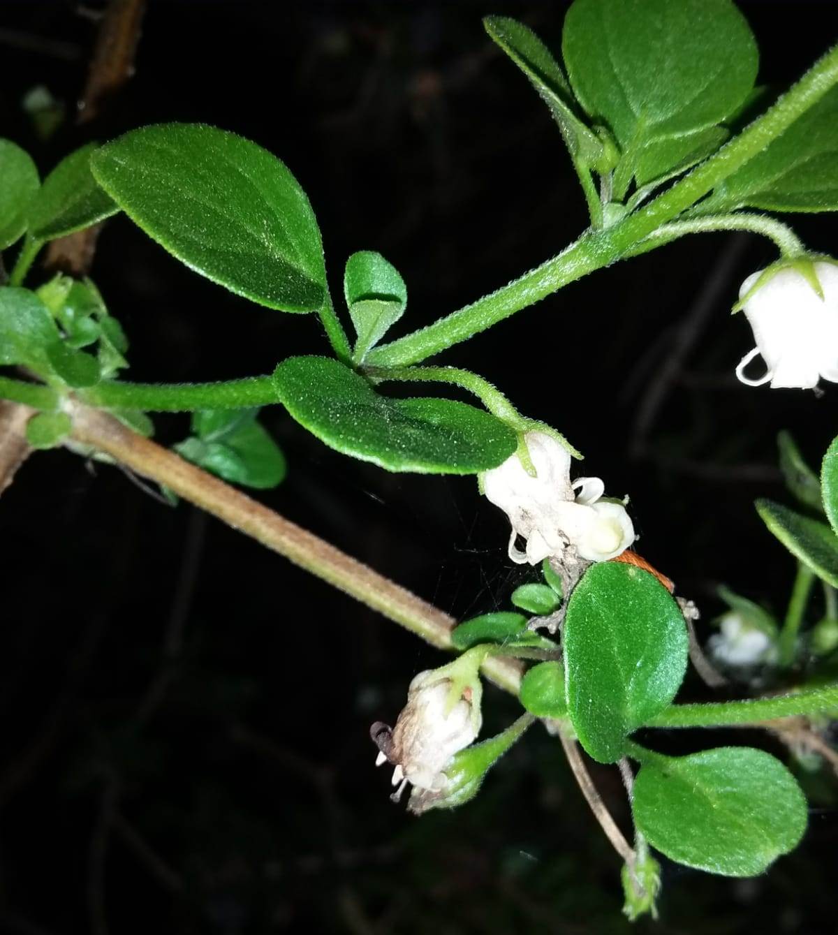 Campanelli bianchi di...  Salpichroa origanifolia (Solanaceae)