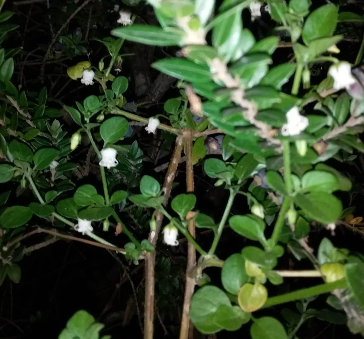 Campanelli bianchi di...  Salpichroa origanifolia (Solanaceae)