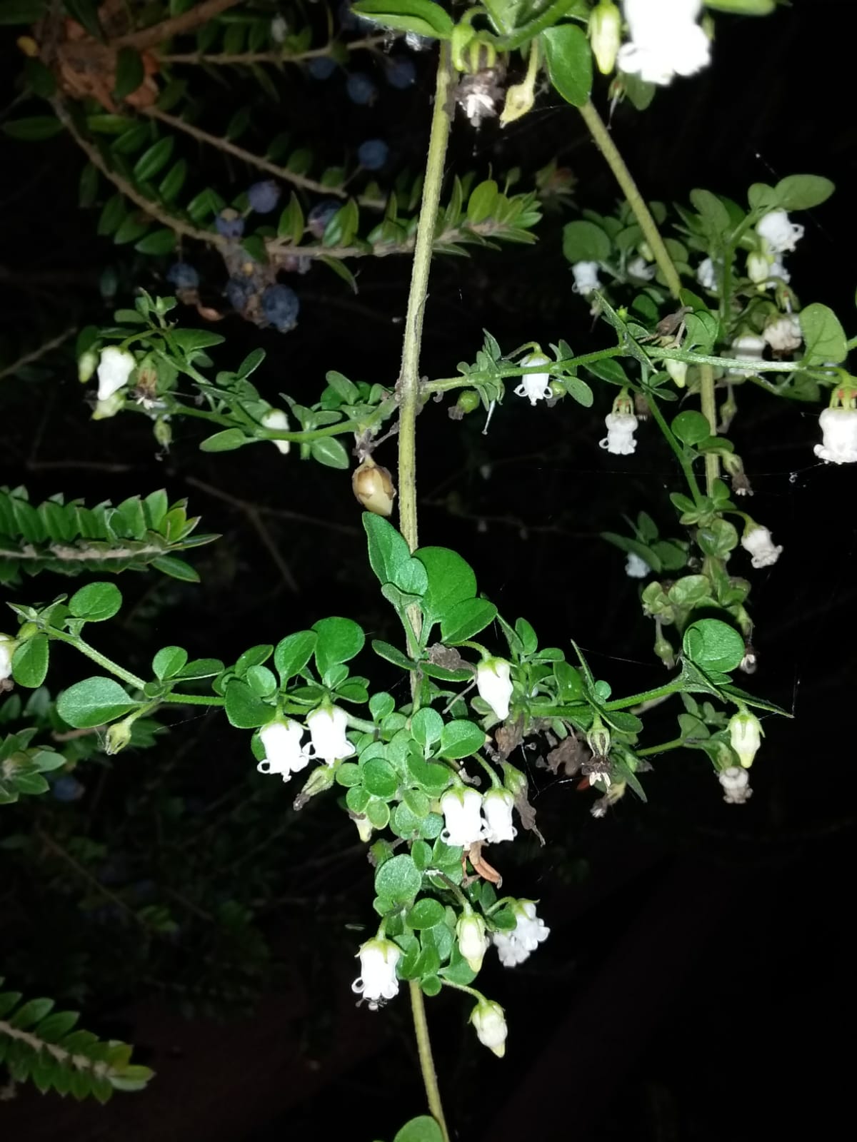 Campanelli bianchi di...  Salpichroa origanifolia (Solanaceae)