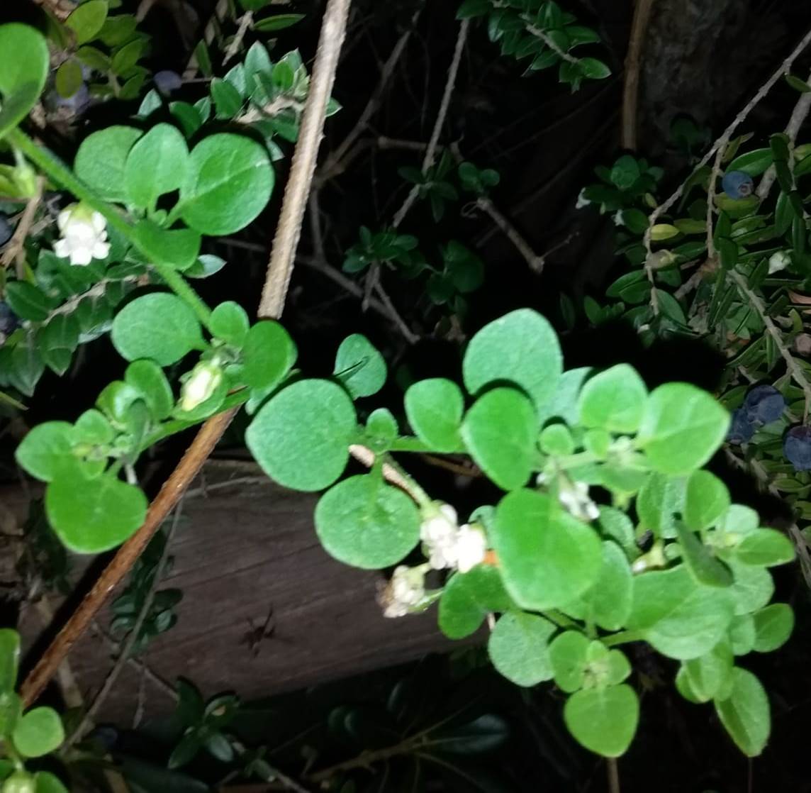 Campanelli bianchi di...  Salpichroa origanifolia (Solanaceae)