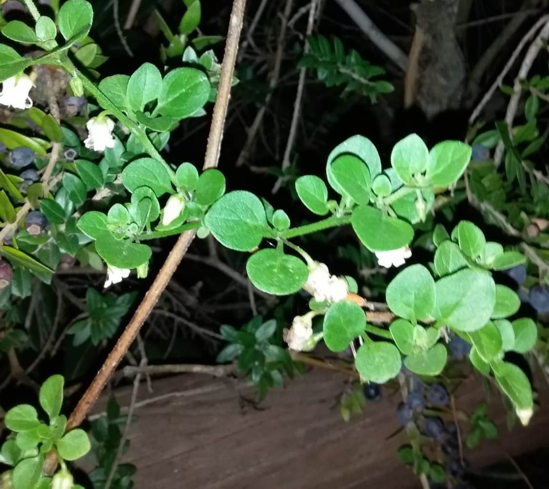 Campanelli bianchi di...  Salpichroa origanifolia (Solanaceae)