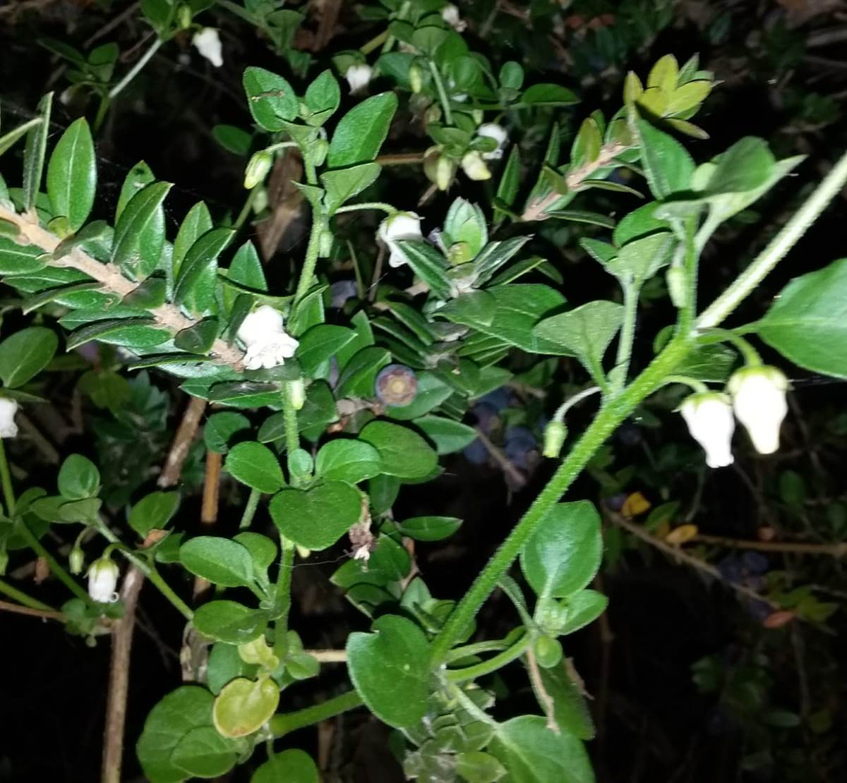 Campanelli bianchi di...  Salpichroa origanifolia (Solanaceae)