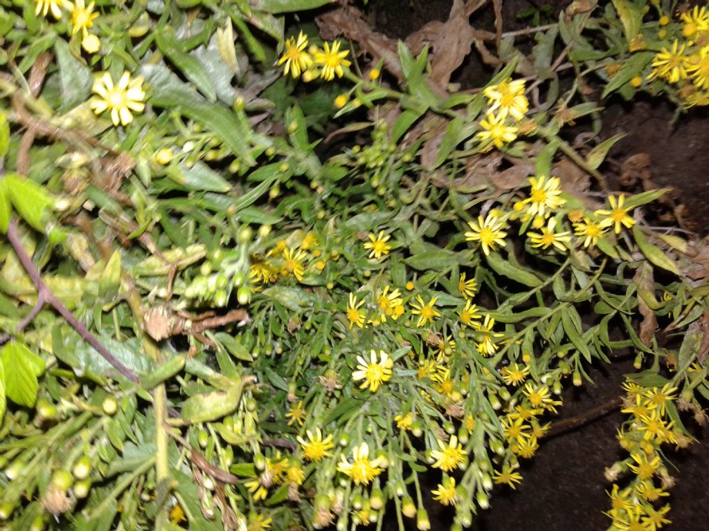 Pianta incolta notturna: Dittrichia viscosa (Asteraceae)
