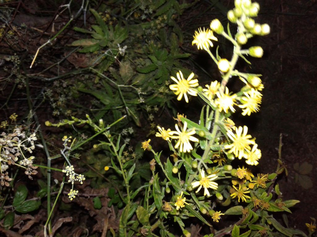 Pianta incolta notturna: Dittrichia viscosa (Asteraceae)