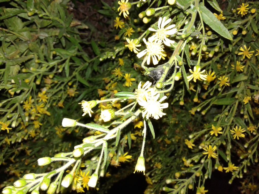 Pianta incolta notturna: Dittrichia viscosa (Asteraceae)