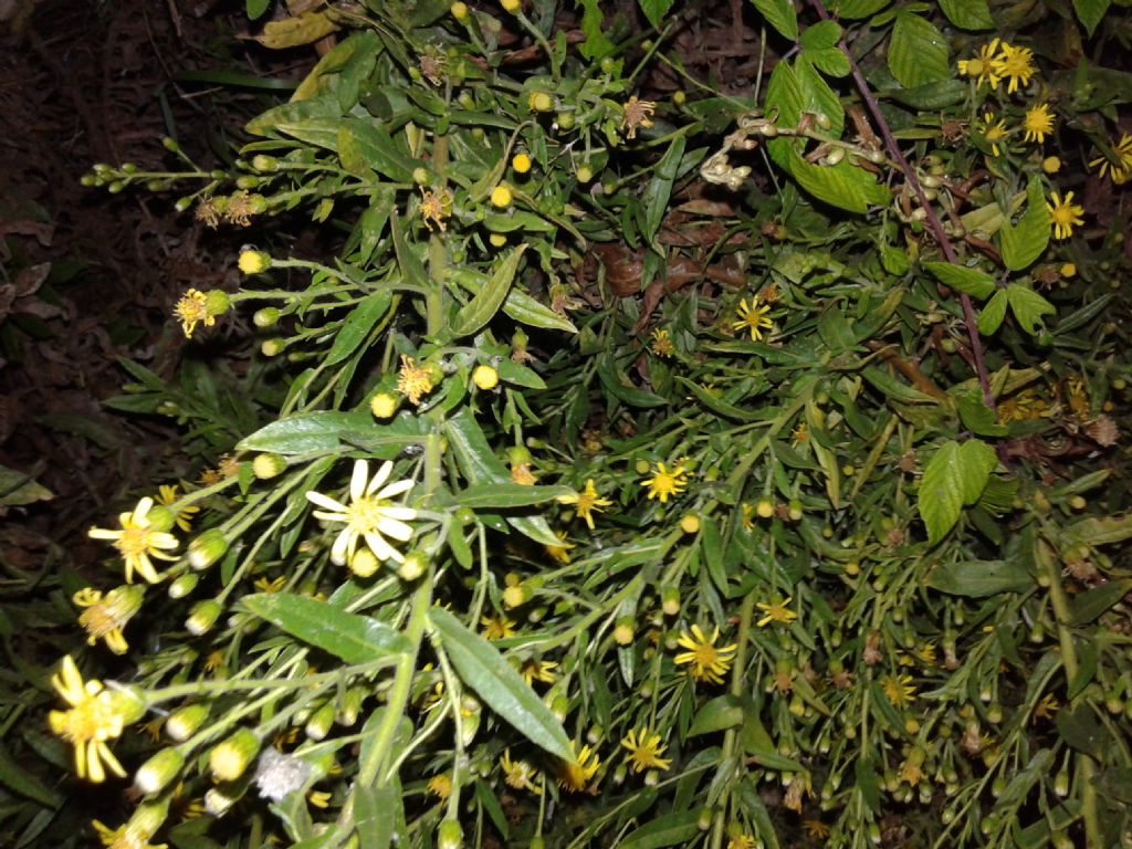 Pianta incolta notturna: Dittrichia viscosa (Asteraceae)