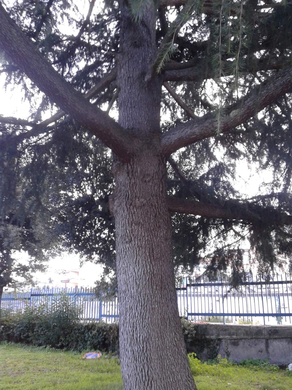 ALBERO: Cedrus cfr. deodara