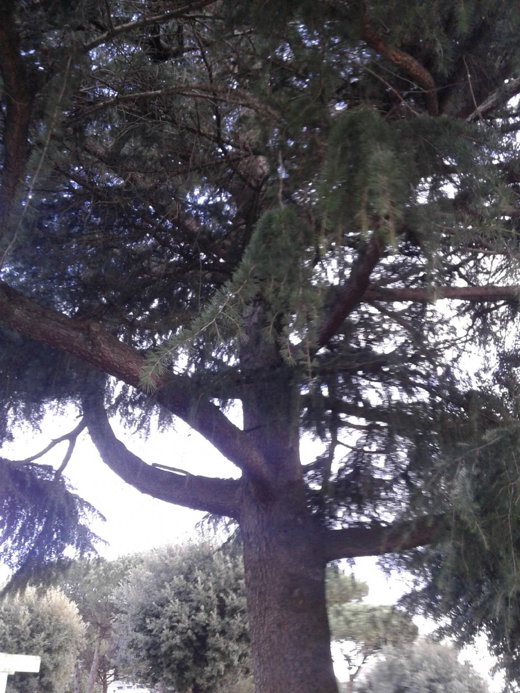 ALBERO: Cedrus cfr. deodara