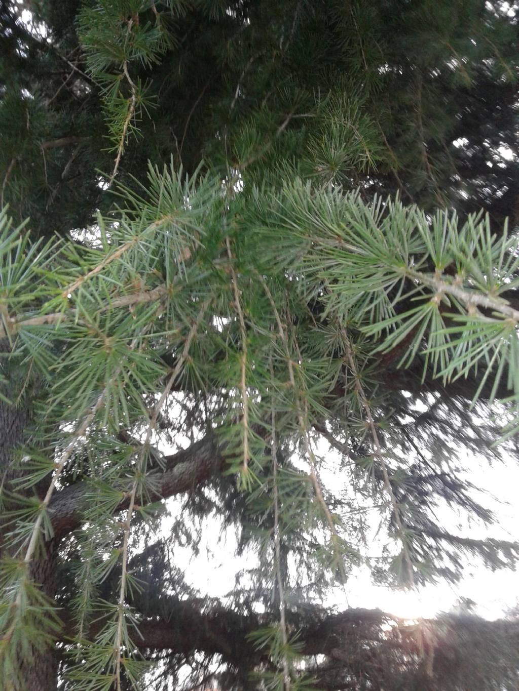 ALBERO: Cedrus cfr. deodara