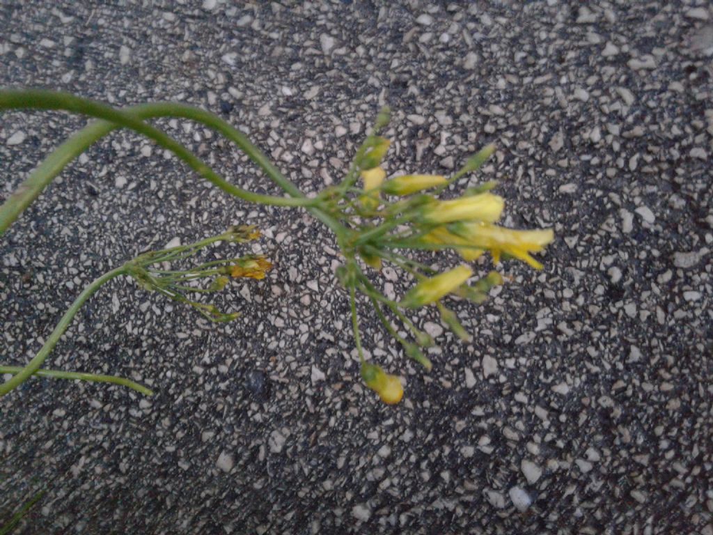 Fiori nella siepe: Oxalis pes-caprae / Acetosella gialla