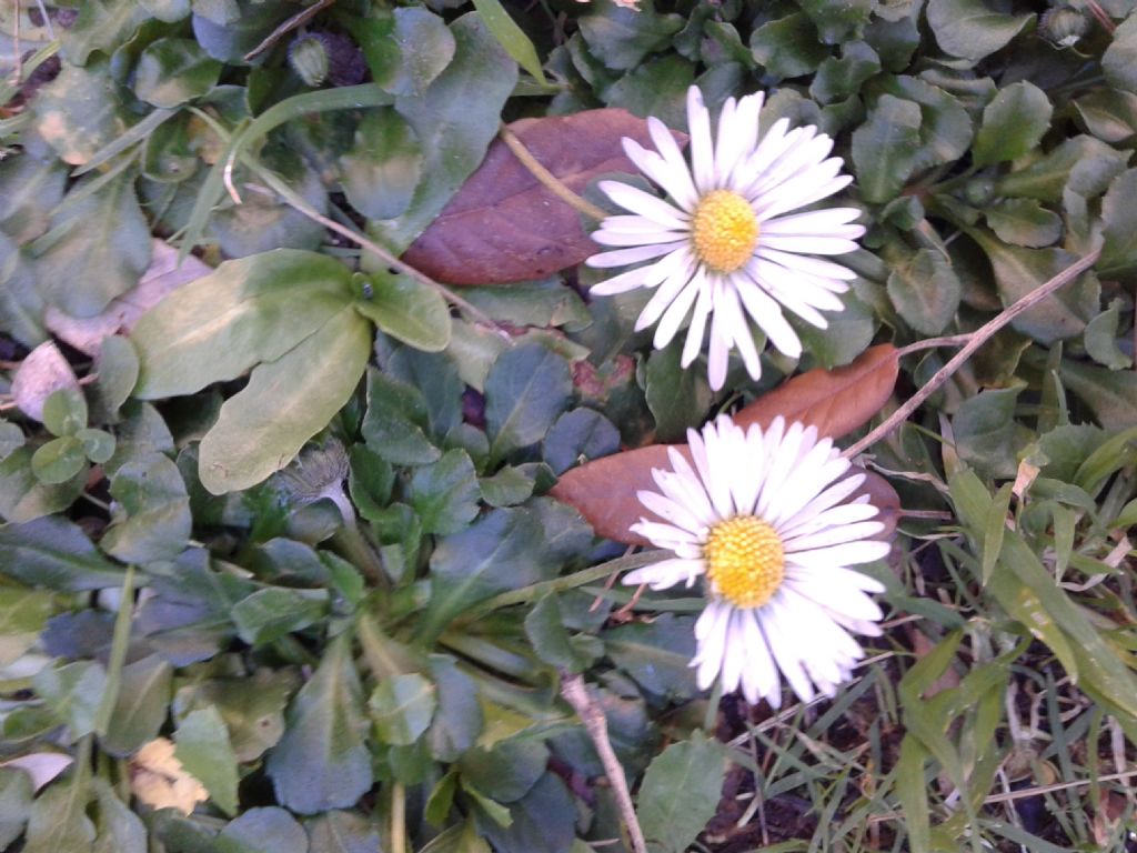 Bellis perennis / Pratolina