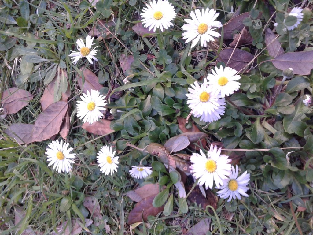 Bellis perennis / Pratolina