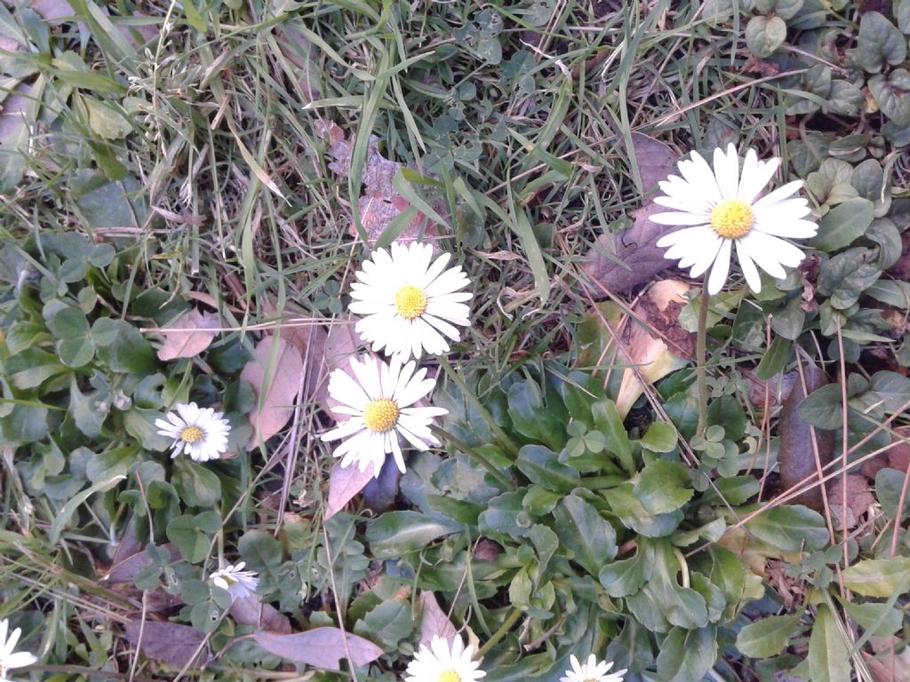 Bellis perennis / Pratolina