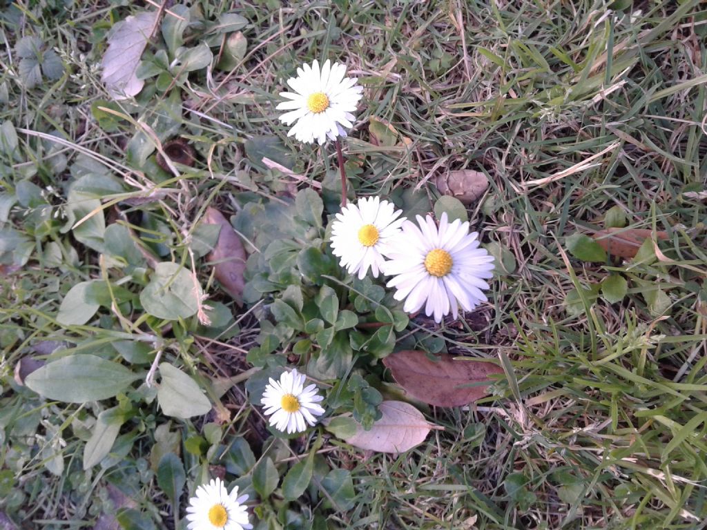 Bellis perennis / Pratolina