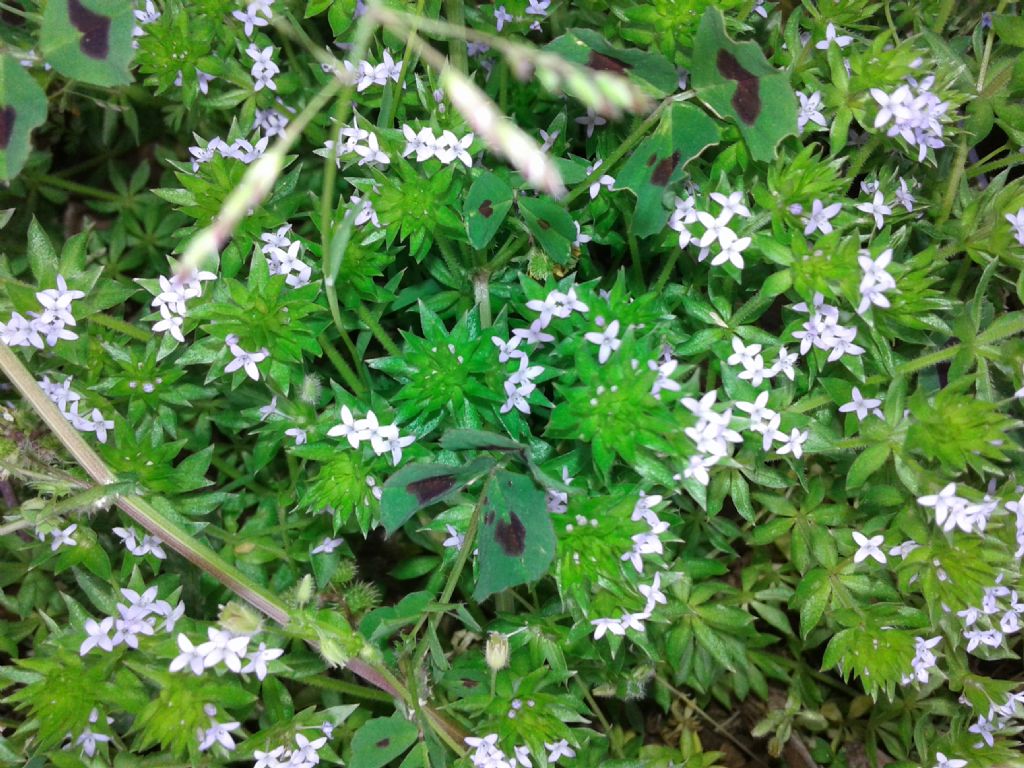 Tappeto azzurro di Sherardia arvensis (Rubiaceae)