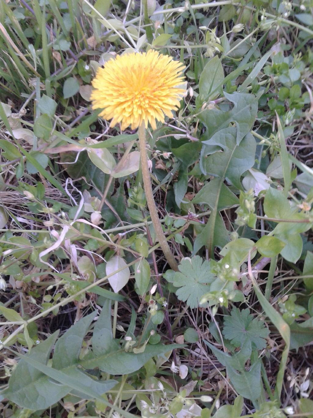 Asteraceae:  cfr. Taraxacum sp.