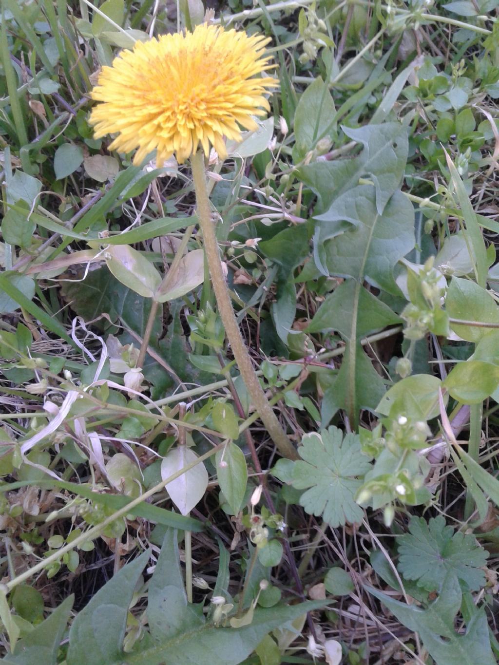 Asteraceae:  cfr. Taraxacum sp.