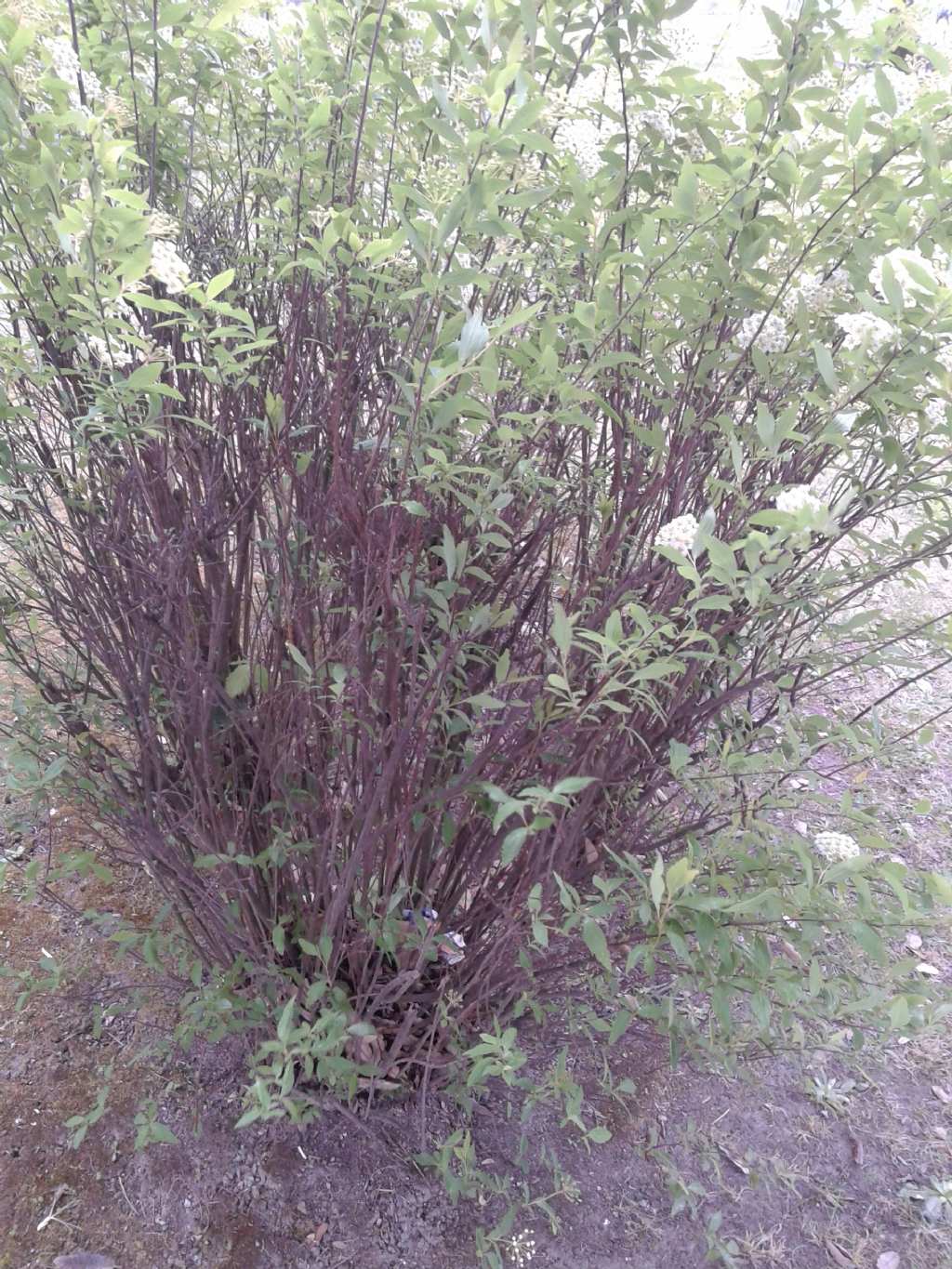 Infiorescenze bianche di Spiraea cantoniensis (Rosaceae)