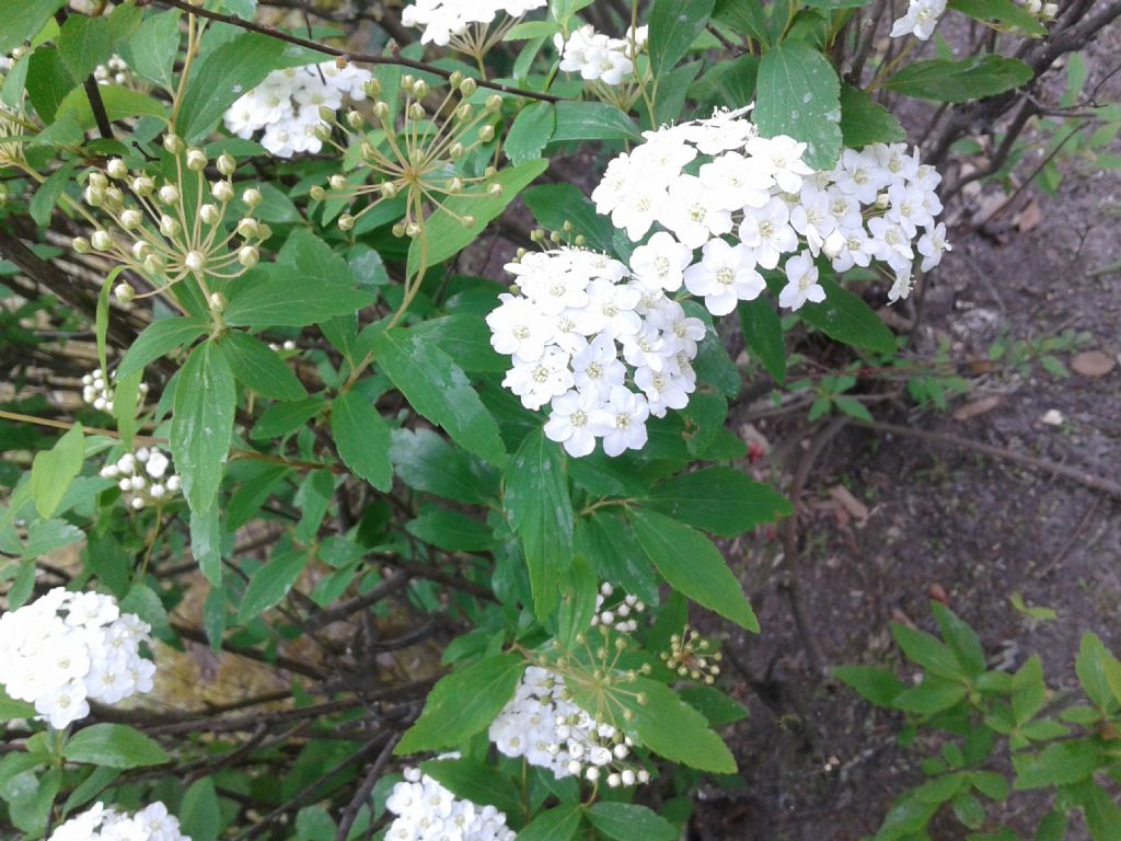 Infiorescenze bianche di Spiraea cantoniensis (Rosaceae)