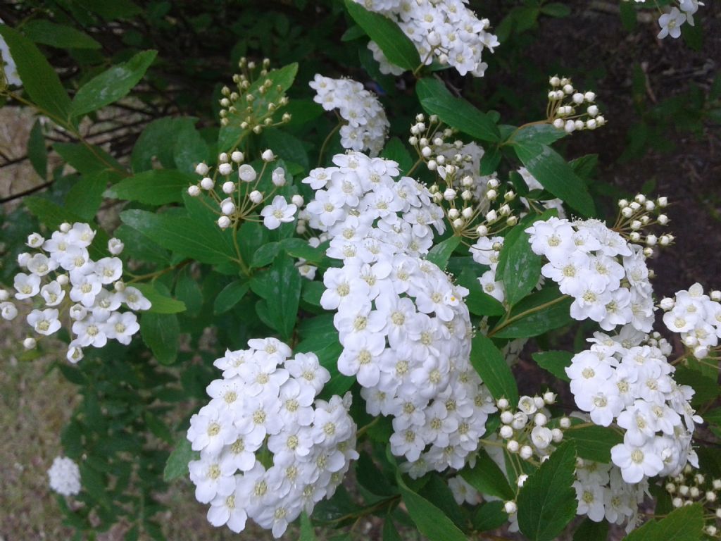 Infiorescenze bianche di Spiraea cantoniensis (Rosaceae)