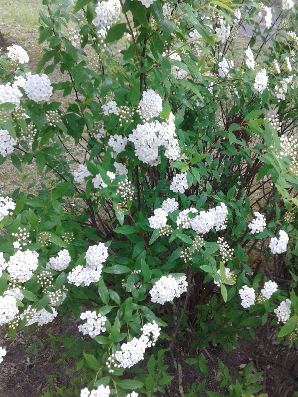 Infiorescenze bianche di Spiraea cantoniensis (Rosaceae)