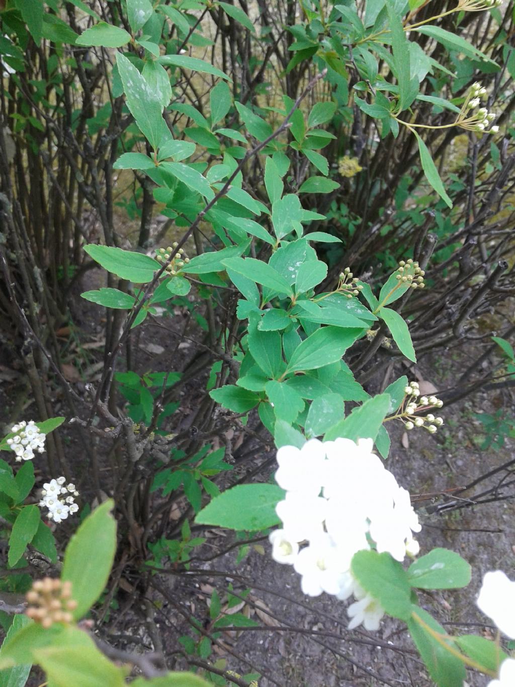 Infiorescenze bianche di Spiraea cantoniensis (Rosaceae)