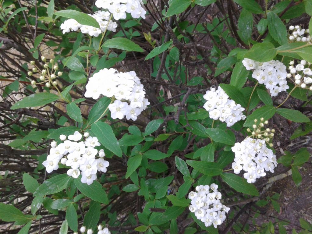 Infiorescenze bianche di Spiraea cantoniensis (Rosaceae)