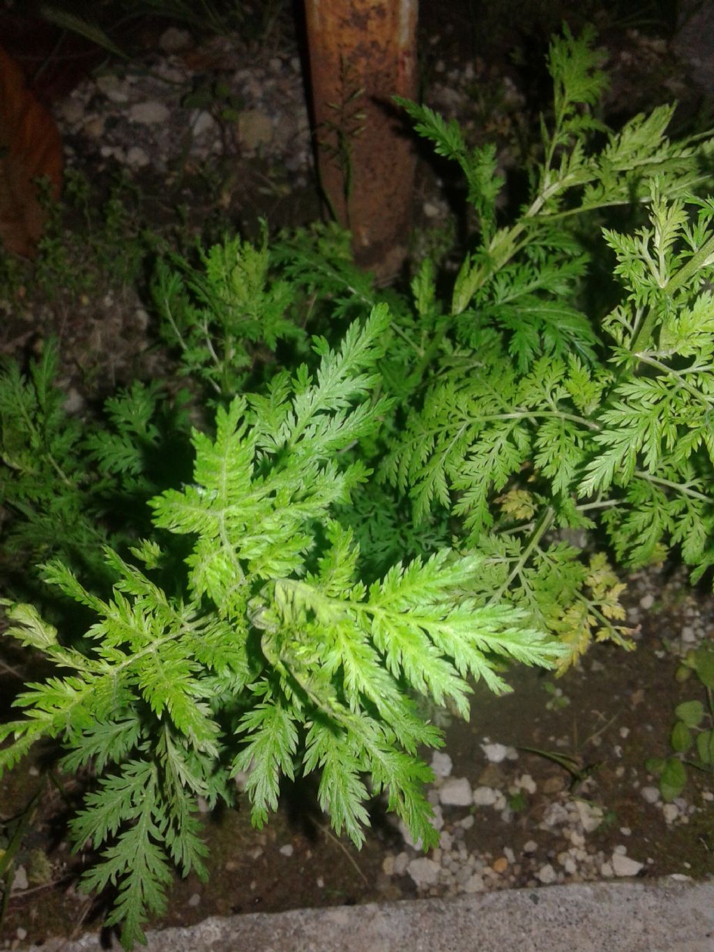 Artemisia annua