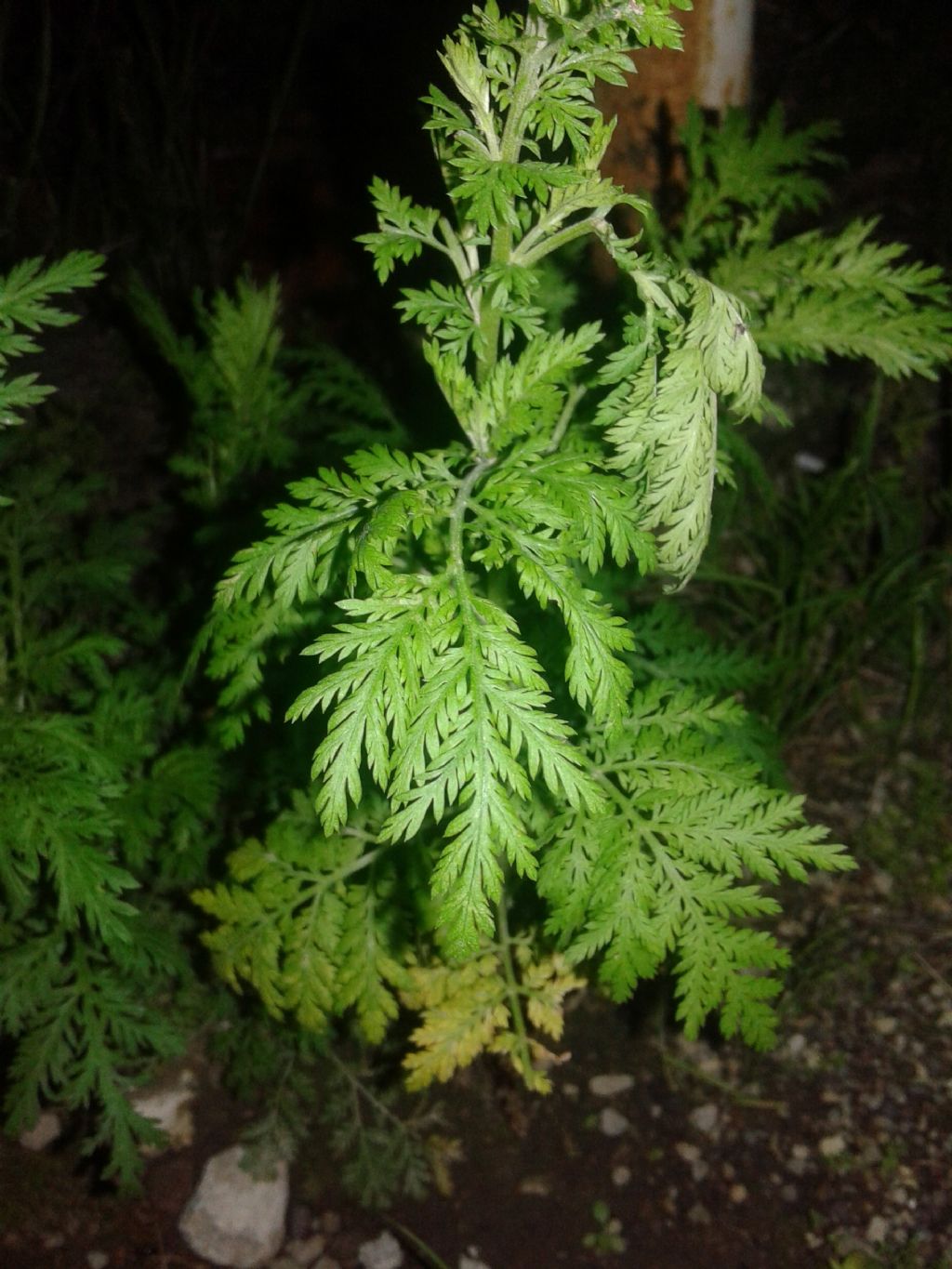 Artemisia annua