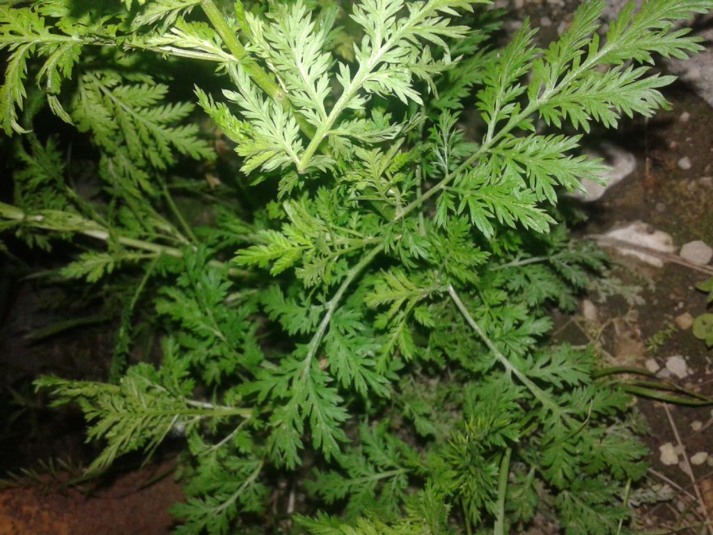 Artemisia annua