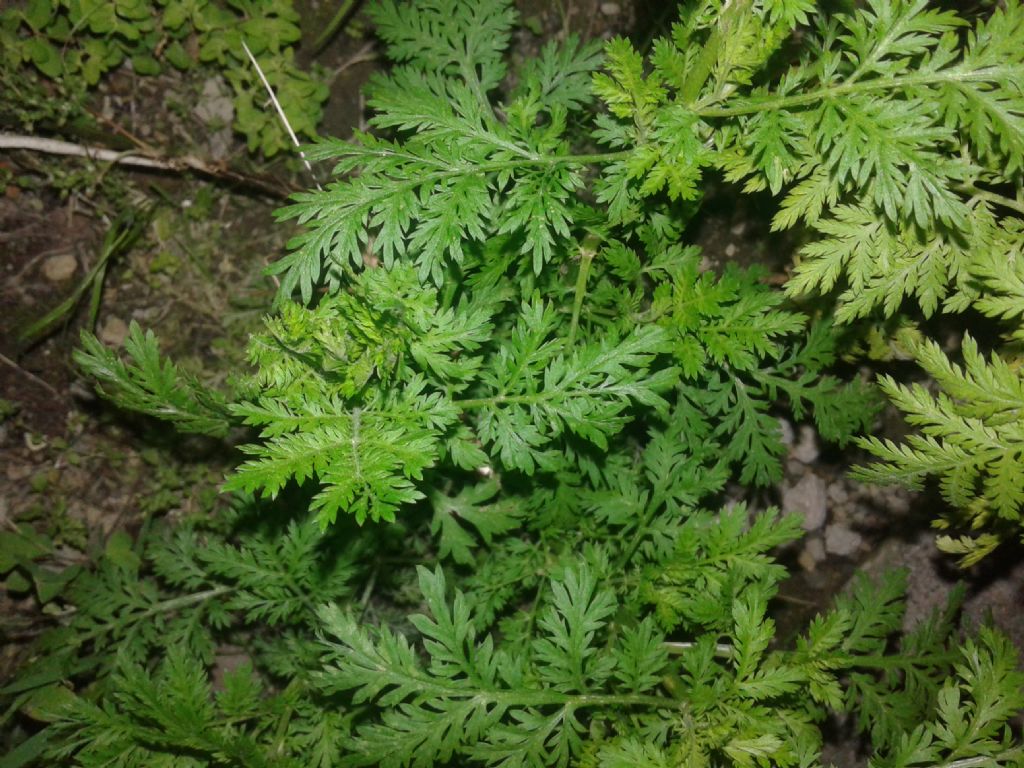 Artemisia annua